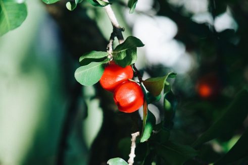 acerola