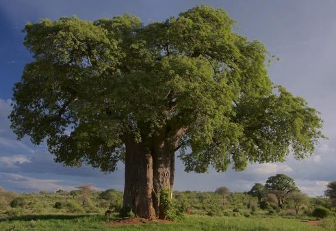 baobab boom